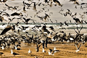 The Lady and the seagulls.jpg